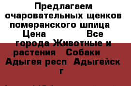 Предлагаем очаровательных щенков померанского шпица › Цена ­ 15 000 - Все города Животные и растения » Собаки   . Адыгея респ.,Адыгейск г.